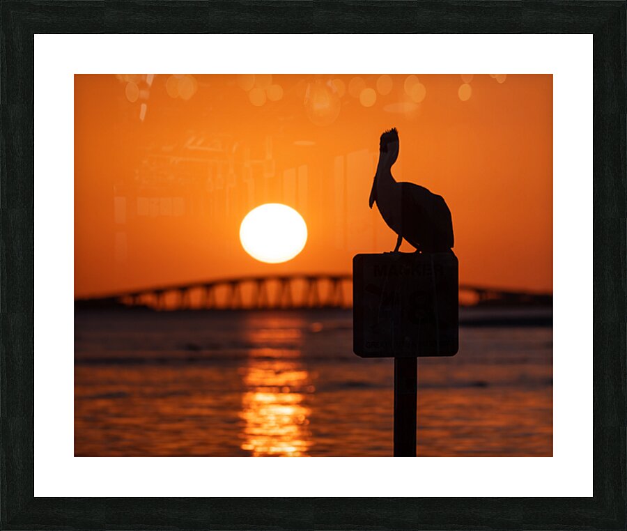 Pelican - Sunset Views Picture Frame print