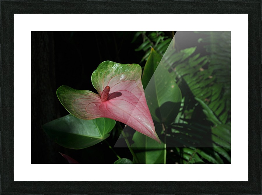 Plantation Flower Picture Frame print