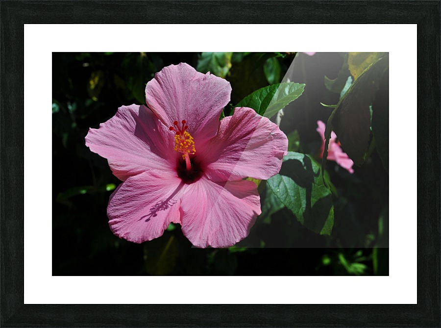Pretty in Pink Picture Frame print