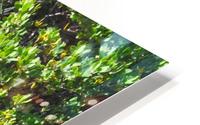 Agave HD Metal print