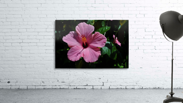 Pretty in Pink Wall Preview