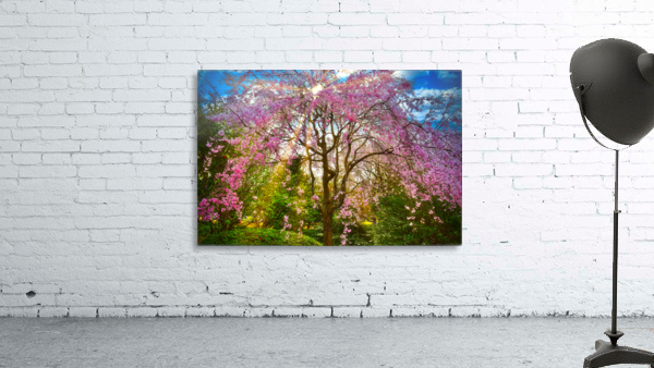 Sakura HDR 3853 Wall Preview