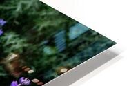 Purple Lupines HD Metal print