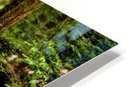 rain forest ferns HD Metal print