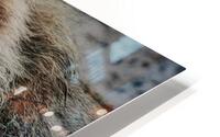 lion look HD Metal print