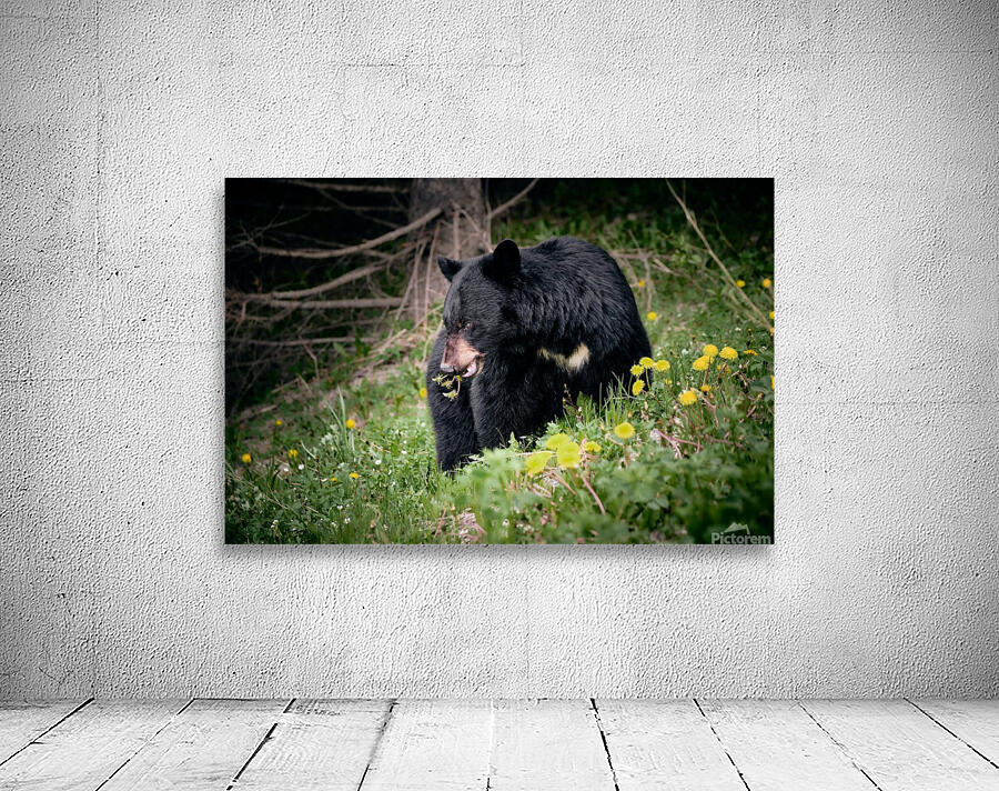 Black Bear Wall Preview