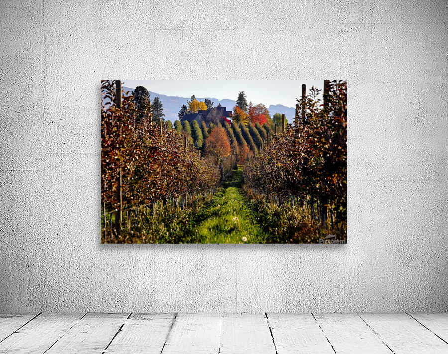 autumn orchard Wall Preview