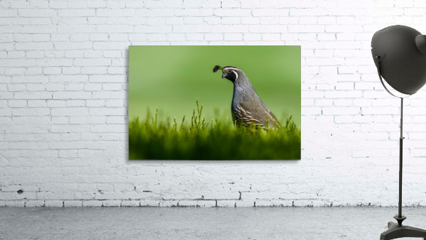 California Quail Wall Preview