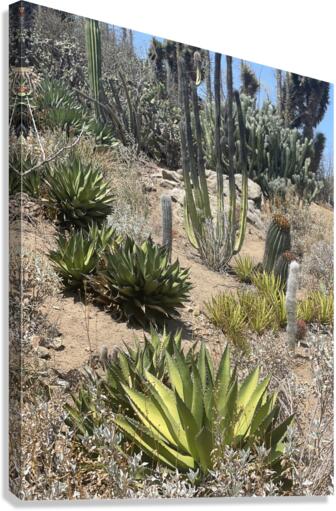 Cali Desert Canvas Print