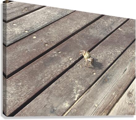 Crab Walk Canvas Print