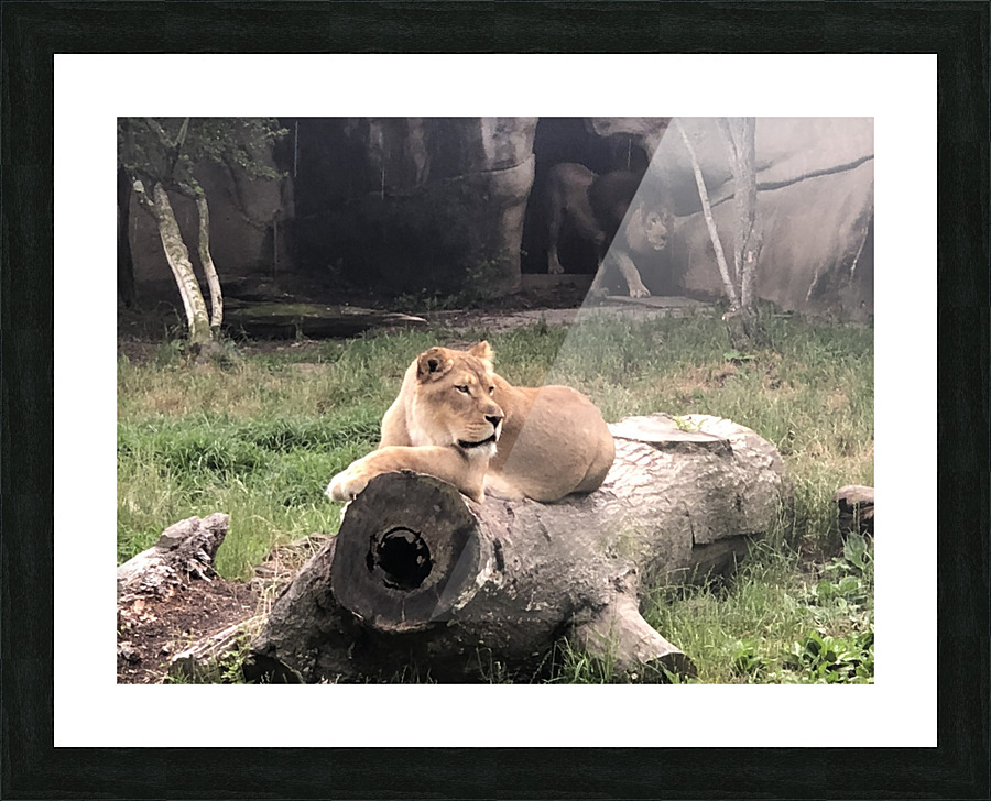 Lions Den Picture Frame print