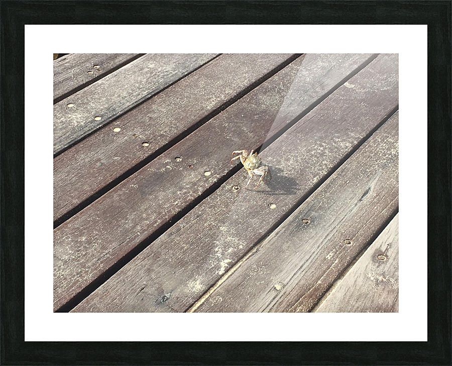 Crab Walk Picture Frame print