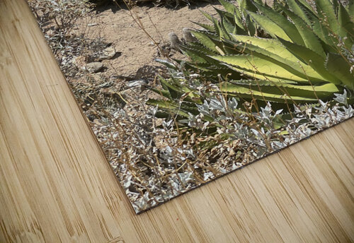 Cali Desert Brando puzzle