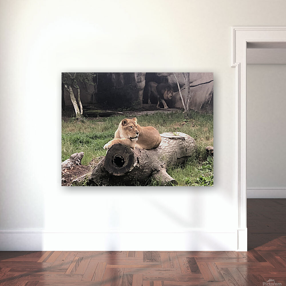 Lions Den Reproduction