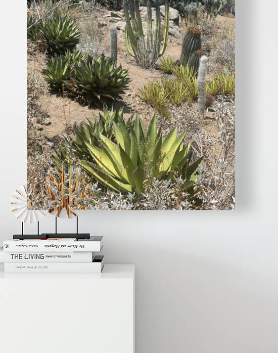 Cali Desert Reproduction