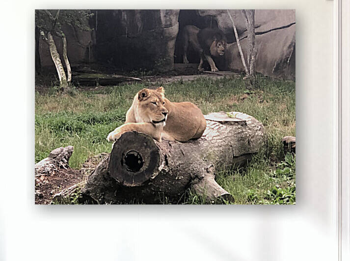 Lions Den Reproduction