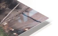 Lions Den HD Metal print