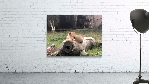 Lions Den Wall Preview