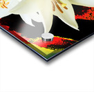 Abstract Trio of White Lilies on a Coloured Distressed Background Acrylic print