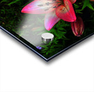 Vibrant Lilies  Acrylic print