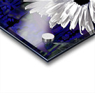 Abstract Daisy Flower on a Dark Background Acrylic print