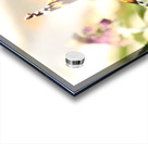 Two Butterflies on Buddleia Flowers Acrylic print