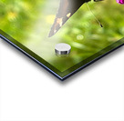 Summer Butterfly on a Butterfly Bush Acrylic print