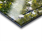 Autumn Sunlight in a Scottish Highlands Forest Acrylic print