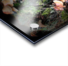 Scenes from the Trail- Forest Mushrooms  Acrylic print