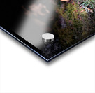 Scenes from the Trail- Forest Mushrooms Acrylic print