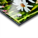  Wild Daises in the Scottish Highlands  Acrylic print