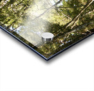 Scottish Highlands Birch Forest in Summer Acrylic print