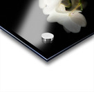 Portraits of Plants  Orchids in the Darkness  Acrylic print