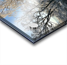 Winters Frosty Nature in the Scottish Highlands  Acrylic print