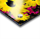 Abstract Contrasting Vibrant Daises  Acrylic print