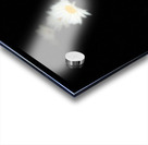 Portraits of Plants-Daises Out of Darkness Acrylic print