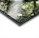 Scottish Highlands Mystical Birch Forest Acrylic print