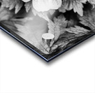 Monochrome Dew Kissed Geranium   Acrylic print