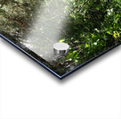 Scottish Highlands Sun Kissed Nature Trail                                                                                                                      Acrylic print