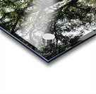 The Summer Birch Trees                                                                                                                       Acrylic print