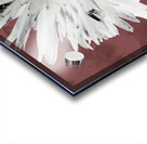  Light Distressed Daisy Flower with Dark Centre on an Abstract Background Acrylic print