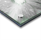 Paler Silver Turquoise Daisy on a Green Abstract Background Acrylic print
