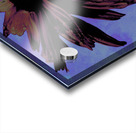 Abstract Dark Pink Daisy Flower on a Bluey Pink Abstract Background Acrylic print