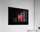 Abstract Single Glowing Cone Flower Acrylic Print