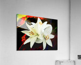 Abstract Trio of White Lilies on a Coloured Distressed Background Acrylic Print