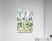 Serene Summer Daises  Acrylic Print