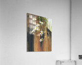  Impressionistic Summer Trailing Daises Acrylic Print