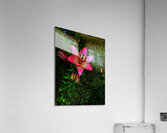 Vibrant Lilies  Acrylic Print