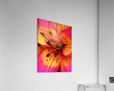 Abstract Close Up Lily Flower Acrylic Print