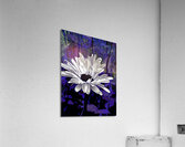 Abstract Daisy Flower on a Dark Background Acrylic Print